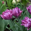 Тюльпан махровый поздний Блю Даймонд 3 шт