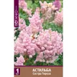 Астильба Сестра Тереза 1 шт
