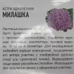 Астра Милашка 3 г Удачные семена