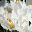 Крокус Жанна Д'Арк 6 шт