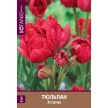 Тюльпан многоцветковый Эстатик 5 шт