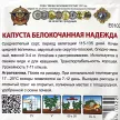 Капуста белокочанная Надежда Кольчуга NEW 0,5 г Русский огород