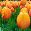 Тюльпан Дарвинов гибрид Блашинг Апельдорн 3 шт