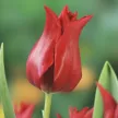 Тюльпан лилиецветный Притти Вумен
