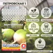 Редька Маргеланская 1 г Кольчуга
