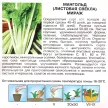 Мангольд Мираж 2 г