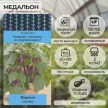 Баклажан Медальон (А)