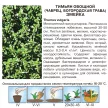 Тимьян овощной Змейка 0,05 г