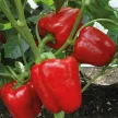 Перец Аполлон F1 0,2 г