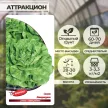Салат Аттракцион 0,5 г