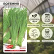 Лук шнитт Богемия 0,5 г