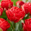 Тюльпан махровый ранний Памплона 5 шт BL