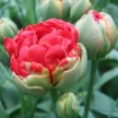 Тюльпан махровый ранний Памплона 5 шт BL