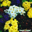 Примула Крупноцветная (смесь)