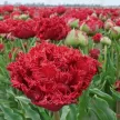 Тюльпан махровый бахромчатый Катар 7 шт