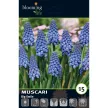 Мускари Биг Смайл 15 шт