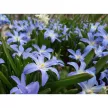 Хионодокса Форбса 10 шт My Garden
