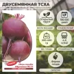 Свекла Двусемянная ТСХА 2 г