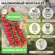 Томат Малиновый фонтан F1, 10 шт