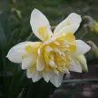 Нарцисс махровый Ирен Коуплэнд 3 шт