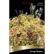 Гейхерелла Солар Эклипс 1 шт