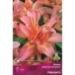 Лилия азиатская махровая Афродита 3 шт