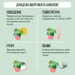 Драцена Маргината Биколор d8 см