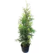 Туя западная Брабант d23 см h80-100 см