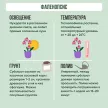 Фаленопсис 1 стрела d12 см h60 см