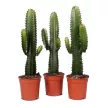 Кактус d15/16 см