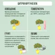 Цитрофортунелла d14 см