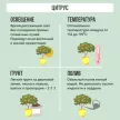 Цитрус Микс штамб 14/15х40 см
