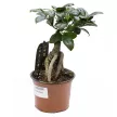 Фикус микрокарпа Ginseng d12 см h35 см