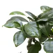 Фикус микрокарпа Ginseng d12 см h35 см