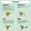 Флебодиум подвесной d19 см h45 см