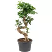 Фикус микрокарпа Гинсенг S-форма d22 см h60 см