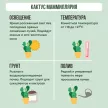 Кактус Маммиллярия d8 см h10 см