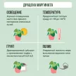Драцена Маргината микс d11 см