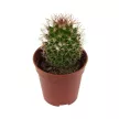 Кактус Эхинопсис d5 см