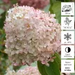 Гортензия метельчатая Фантом d9 см