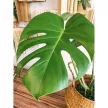 Монстера d17 см h70 см