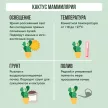 Кактус Маммилярия d8 см h10 см