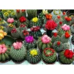 Кактус микс с декоративными цветами d9 см h11 см