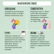 Фаленопсис Люкс микс 2 стрелы d12 см