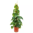 Филодендрон Сканденс Бразил на решетке d23 см h120 см