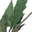 Алоказия Лаутербахиана d15 см