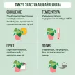 Фикус эластика Шрайвериана d15 см