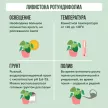 Ливистона Ротундифолиа d15 см