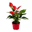 Антуриум Lilli Red d9