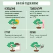 Подокарпус бонсай d15 см